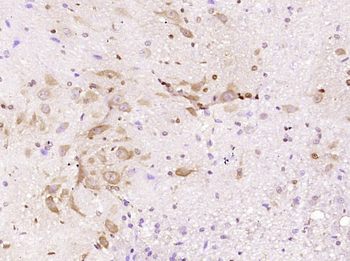 Aquaporin 4 Mouse Monoclonal Antibody
