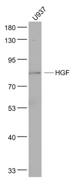 HGF Mouse Monoclonal Antibody