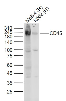 CD45 Mouse Monoclonal Antibody
