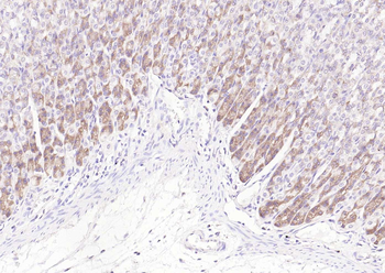 TGF beta 1 Mouse Monoclonal Antibody
