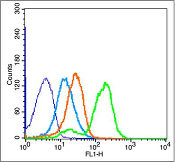 CD11c Rabbit Polyclonal Antibody