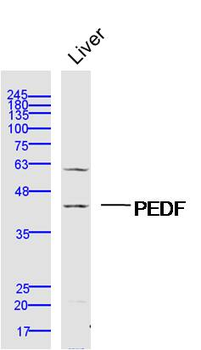 PEDF Rabbit Polyclonal Antibody