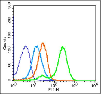 CD11c Rabbit Polyclonal Antibody
