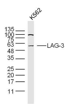 LAG3 Rabbit Polyclonal Antibody