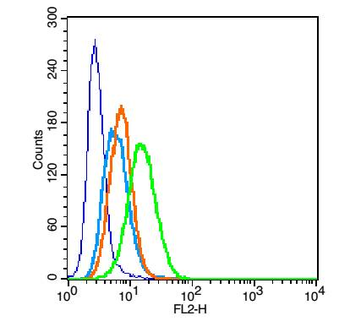CD11c Rabbit Polyclonal Antibody