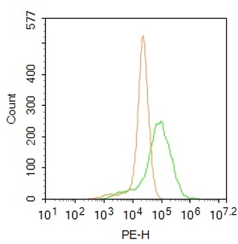 P63 Rabbit Polyclonal Antibody