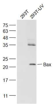 Bax Mouse Monoclonal Antibody