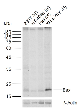 Bax Mouse Monoclonal Antibody