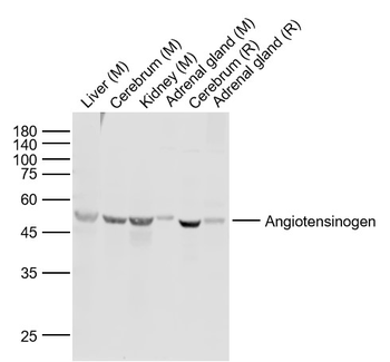 Angiotensinogen Rabbit Polyclonal Antibody