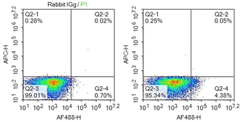 DRD2 Rabbit Polyclonal Antibody