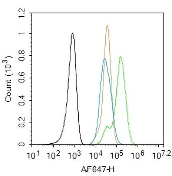 Galectin 3 Rabbit Polyclonal Antibody