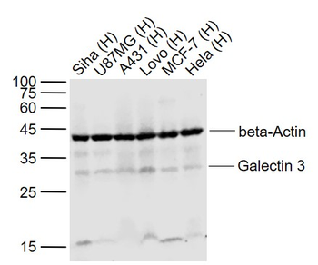 Galectin 3 Rabbit Polyclonal Antibody