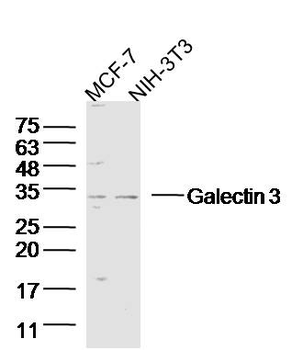 Galectin 3 Rabbit Polyclonal Antibody