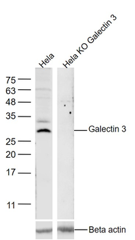 Galectin 3 Rabbit Polyclonal Antibody