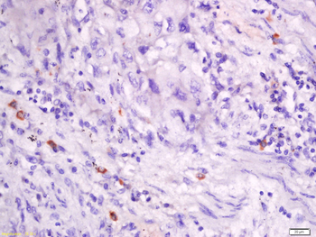 CXCL14 Rabbit Polyclonal Antibody