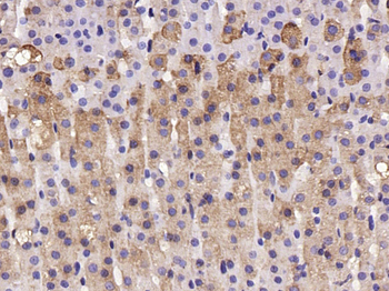 Substance P Rabbit Polyclonal Antibody