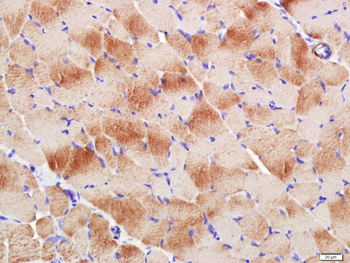 Actin, alpha skeletal muscle Mouse Monoclonal Antibody