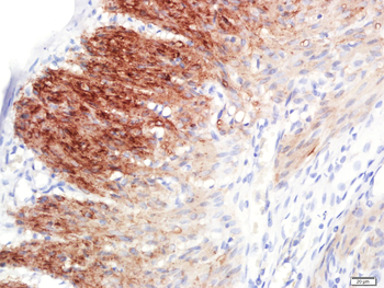 Actin, alpha skeletal muscle Mouse Monoclonal Antibody