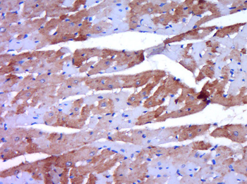 OPG Rabbit Polyclonal Antibody