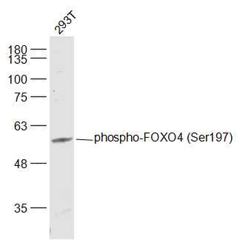 Phospho-FOXO4 (Ser197) Rabbit Polyclonal Antibody (HRP)