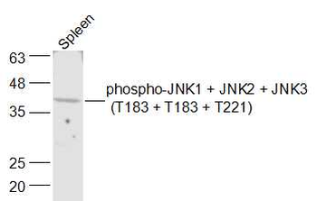 Phospho-JNK1 + JNK2 + JNK3 (T183 + T183 + T221) Rabbit Polyclonal Antibody (HRP)