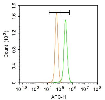 Phospho-PERK (Thr980) Rabbit Polyclonal Antibody
