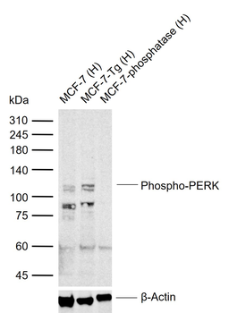 Phospho-PERK (Thr980) Rabbit Polyclonal Antibody