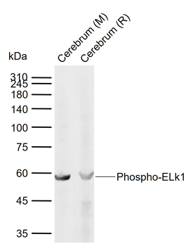 Phospho-ELk1 (Ser389) Rabbit Polyclonal Antibody