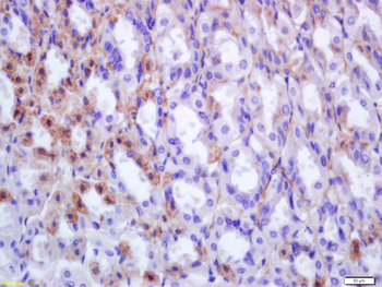 EPX Rabbit Polyclonal Antibody