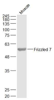 Frizzled 7 Rabbit Polyclonal Antibody
