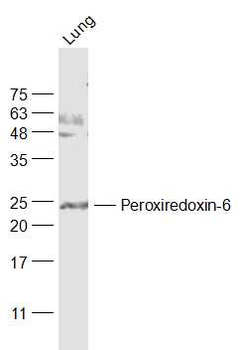 Peroxiredoxin-6 Rabbit Polyclonal Antibody