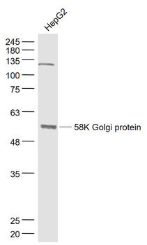 58K Golgi protein Rabbit Polyclonal Antibody