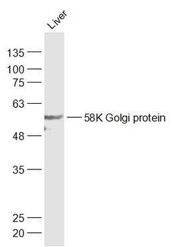 58K Golgi protein Rabbit Polyclonal Antibody