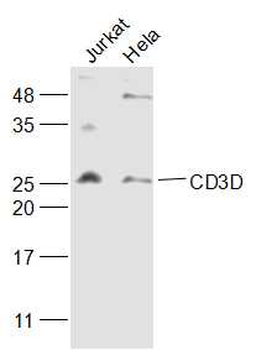 CD3D Rabbit Polyclonal Antibody