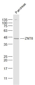 ZNT8 Rabbit Polyclonal Antibody