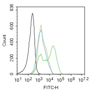 PKC delta Rabbit Polyclonal Antibody