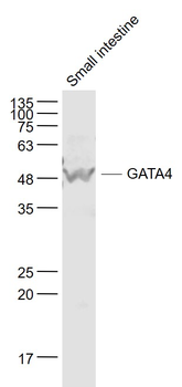 GATA4 Rabbit Polyclonal Antibody