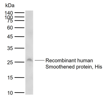 SMO Rabbit Polyclonal Antibody