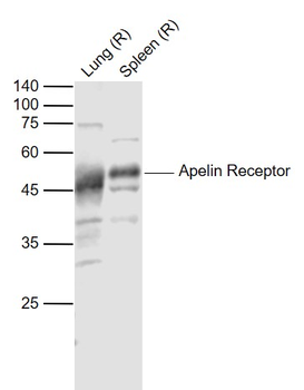 Apelin Receptor Rabbit Polyclonal Antibody