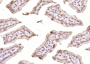 GATA4 Rabbit Polyclonal Antibody