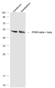 PPAR delta + beta Rabbit Polyclonal Antibody