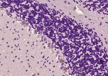 SV2A Rabbit Polyclonal Antibody