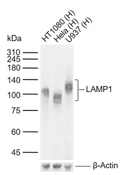 LAMP1 Mouse Monoclonal Antibody