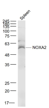 NOXA2 Rabbit Polyclonal Antibody