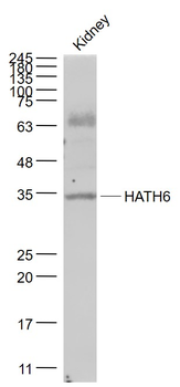 HATH6/Protein atonal homolog 8 Rabbit Polyclonal Antibody
