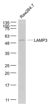 LAMP3 Rabbit Polyclonal Antibody