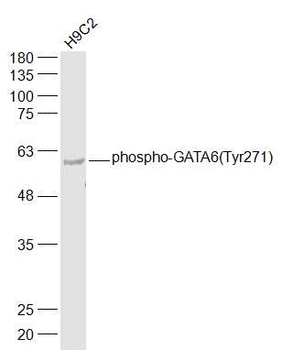 Phospho-GATA6 (Tyr271) Rabbit Polyclonal Antibody
