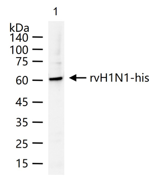 H1N1 Matrix Protein 1 Rabbit Polyclonal Antibody