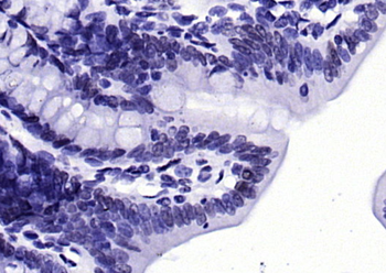 Phospho-H2AX (Tyr143) Rabbit Polyclonal Antibody
