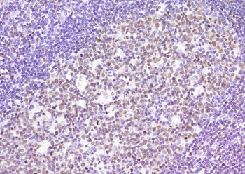 OCT2 (ready to use) Mouse Monoclonal Antibody